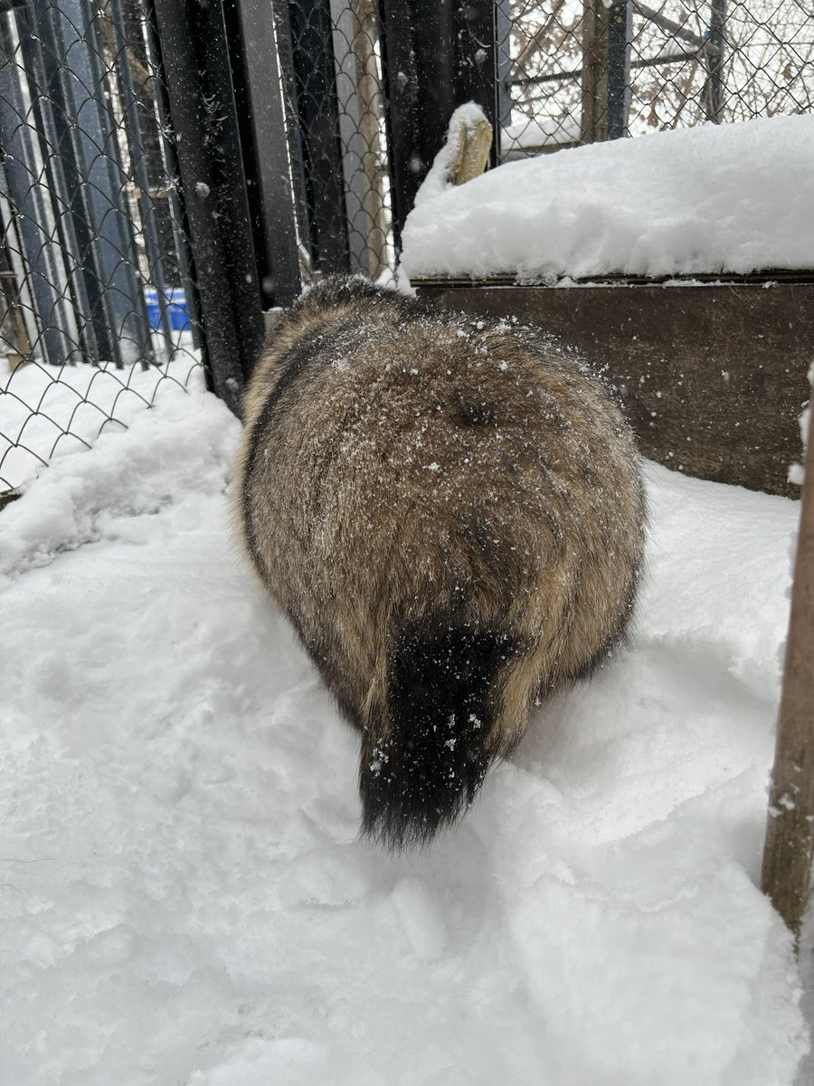 本日のエゾタヌキのそら❄️

#旭山動物園　#asahiyamazoo
#エゾタヌキ　#raccoondog   #tanuki
#そら　#北海道産動物舎　#担当者撮影