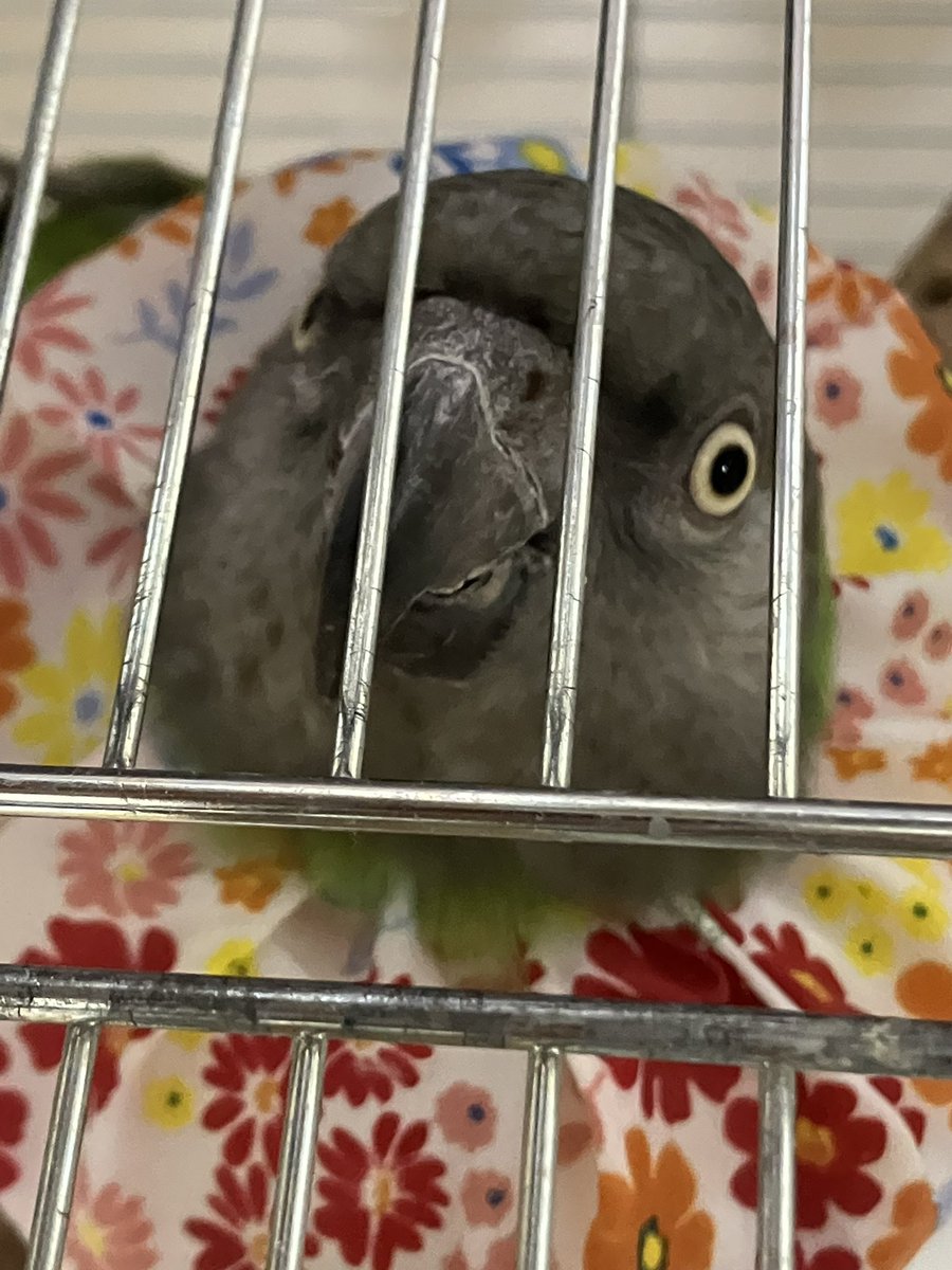 笑っちゃダメなんだけどかわいくて笑ってしまった…エリマキセネガル…早く毛引きやめられますように