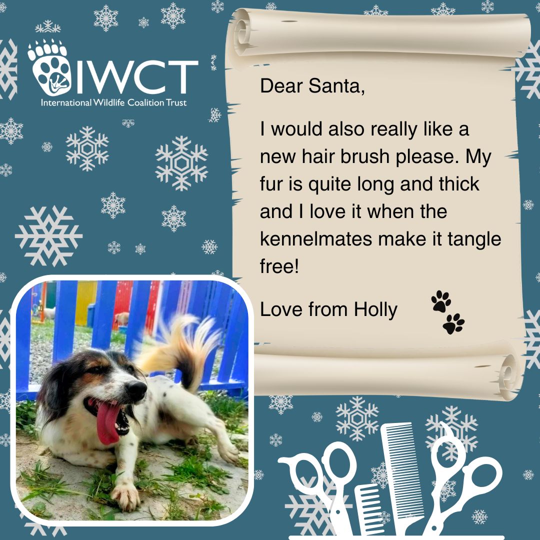 IWCTUK's tweet photo. More letters to Santa from the IWCT rescue dogs! 
Find out more about our Christmas Stocking Appeal here: https://t.co/JCmNM7mE5X https://t.co/eDaMsRQtMH