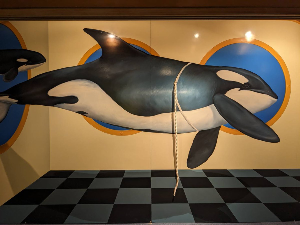 まだまだ】引き続き新作紹介。海なし県埼玉にシャチ現る。えっ!?ここは水ないけど…？実際に飛び出ているロープをうまく使って撮ってね。こちらは動物コーナーの新作です。 #長瀞トリックアート有隣倶楽部 #本日営業 #リニューアル #新作紹介