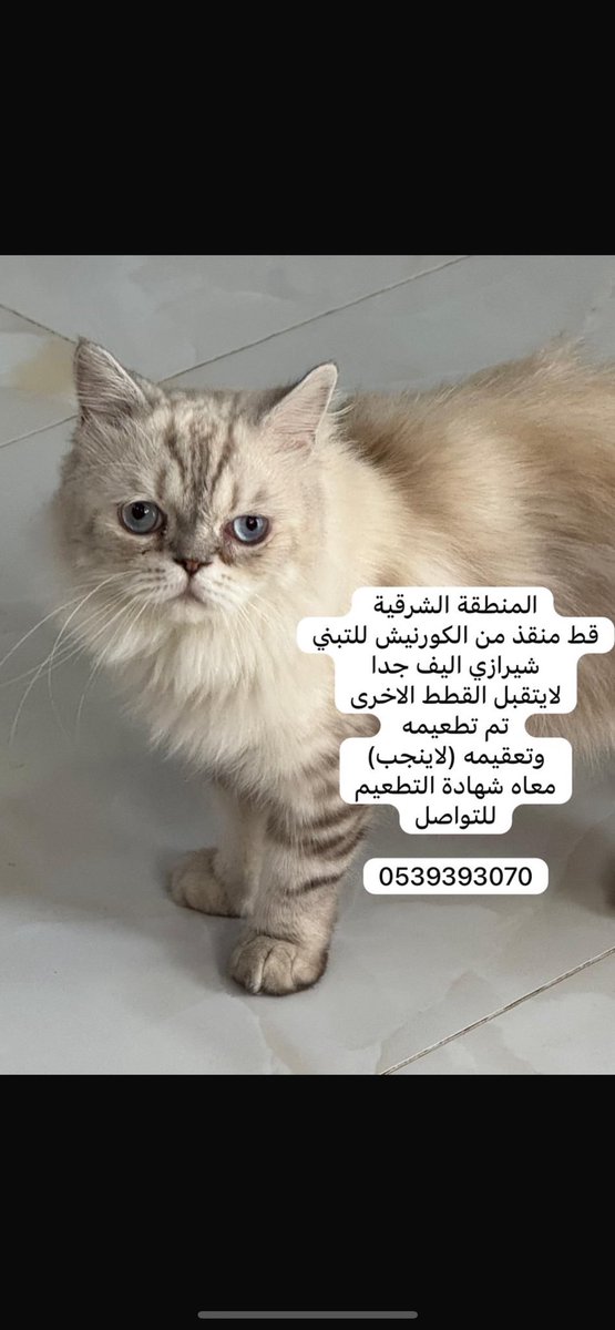 Catpeopleksa's tweet photo. #تبنى_لاتشتري 
#قطط_تبني 
#الرحمة_اولا 
قط تبني الشرقية https://t.co/HBX7z2CjVa