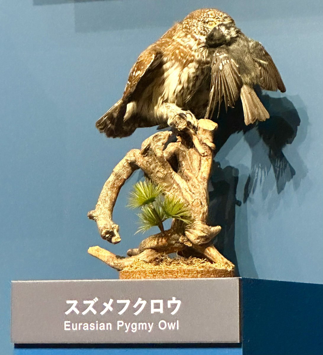 鳥展、剥製の展示の仕方がとても良い。 並べかたも、ポージングの