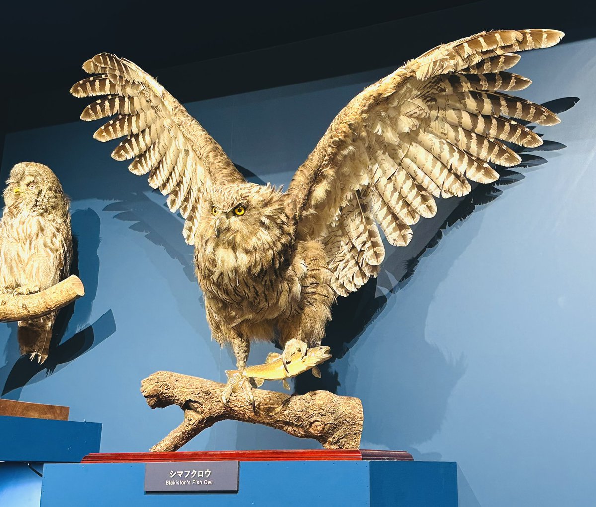 鳥展、剥製の展示の仕方がとても良い。 並べかたも、ポージングの