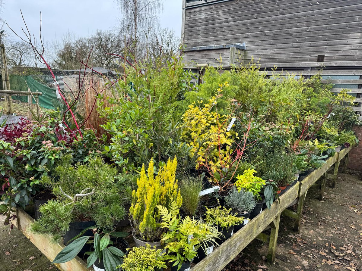 Lots of evergreen &amp; winter interest #peatfree #plants at our Cash &amp; Carry.  Pop along Mon-Fri 8.30am-4.30pm to see for yourself (we’ll even let you spoil the display by buying from it!) 

CV23 9QQ 
<a href="/what3words/">what3words</a> ///farmland.flattens.courtyard

#familyownedbusiness #horticulture