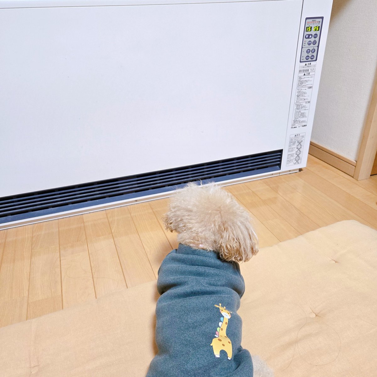 kuchanrunrun's tweet photo. ♪いーぬはよろこび、庭駆け回りぃ～…あれ？暖房の前でまったりわんこ🐶

#トイプードル　#トイプー
#愛犬　#わんこ　#犬
#寒がりわんこ
#わんこ好きな人と繋がりたい
#犬好きさんと繋がりたい https://t.co/QCpZoiPn8T