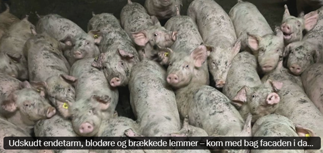 Britta Riis tweet media