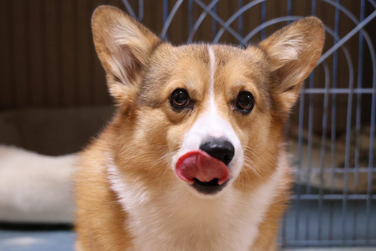 kareinaru10's tweet image. おNEWレンズで試し撮り
#コーギー
#EOSR10
#RF24-105 F4 L IS USM