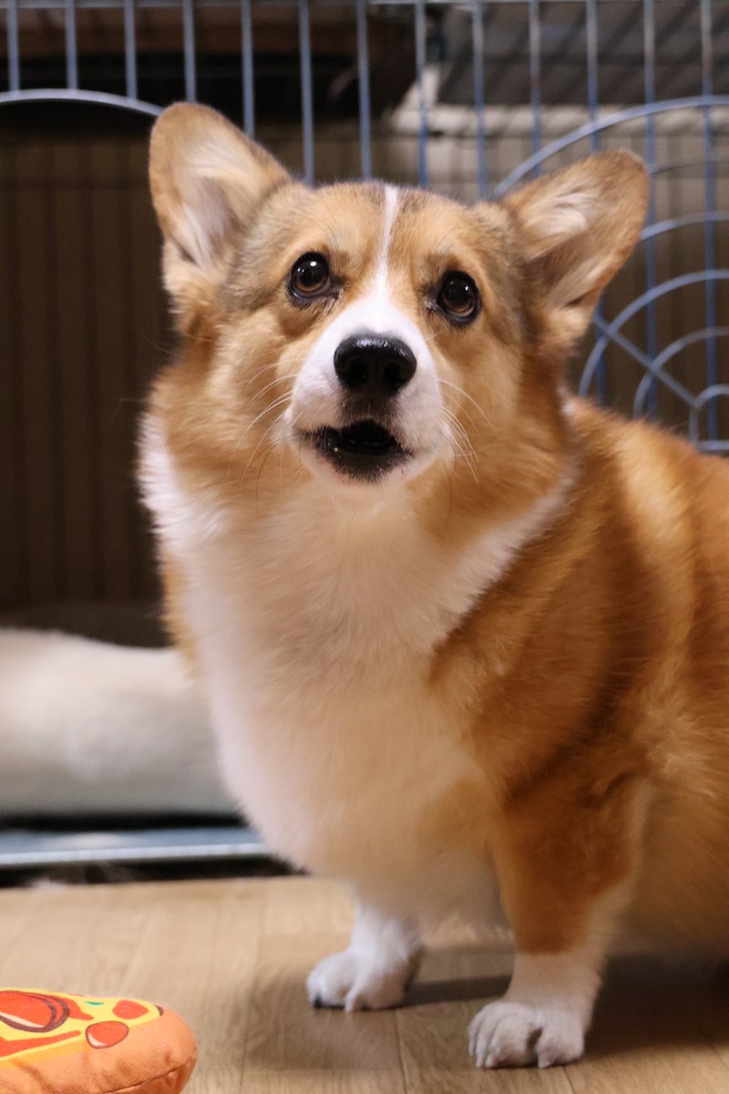 kareinaru10's tweet image. おNEWレンズで試し撮り
#コーギー
#EOSR10
#RF24-105 F4 L IS USM