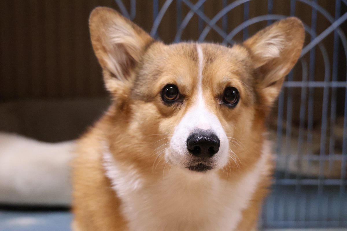 kareinaru10's tweet image. おNEWレンズで試し撮り
#コーギー
#EOSR10
#RF24-105 F4 L IS USM