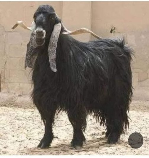 1G_H20's tweet image. التيس المحظوظ - قصة حقيقية حدثت في الرياض، السعودية

يروي صاحب القصة:

كنت مع ابنتي ذات الـ13 سنة في أسواق بنده، أدفع عربة التسوق أمامي. فجأة ظهرت أمامي امرأة طويلة القامة، وقد بدا جمالها من فتحات النقاب. وضعت رقم هاتفها على العربة أمامي. استغربت منها؛ لأن ملامحي ليست ملامح…