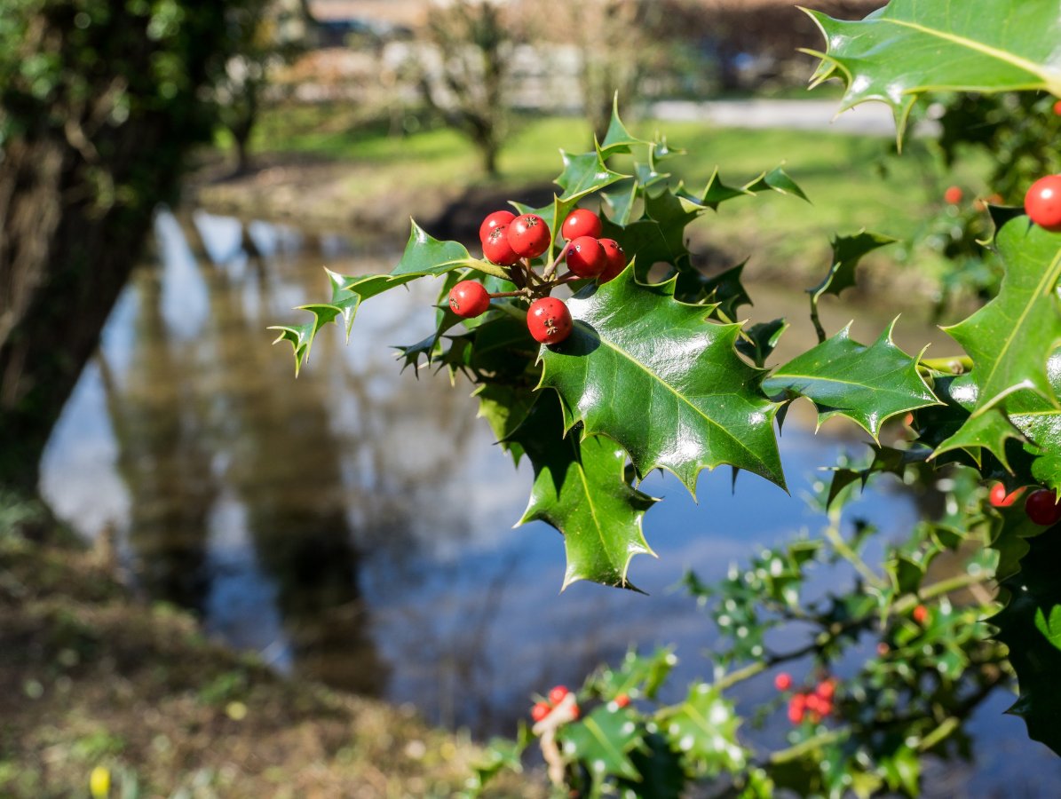 We're feeling festive this #WildlifeWednesday! ✨🎄 

Plants like holly and ivy provide essential winter shelter for birds and insects. Winter berries are a vital food source for wildlife 🐦‍⬛

See if you can spot these festive plants on your next  riverside walk! 

📸 mikedabell