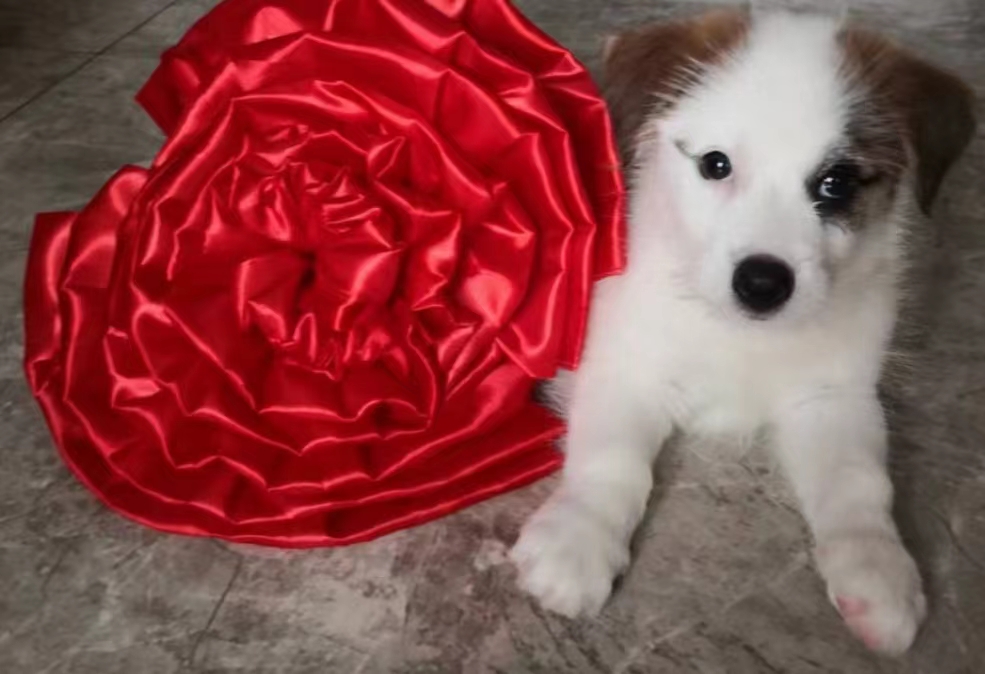 张西燕 (@zhangxiyan7) on Twitter photo 