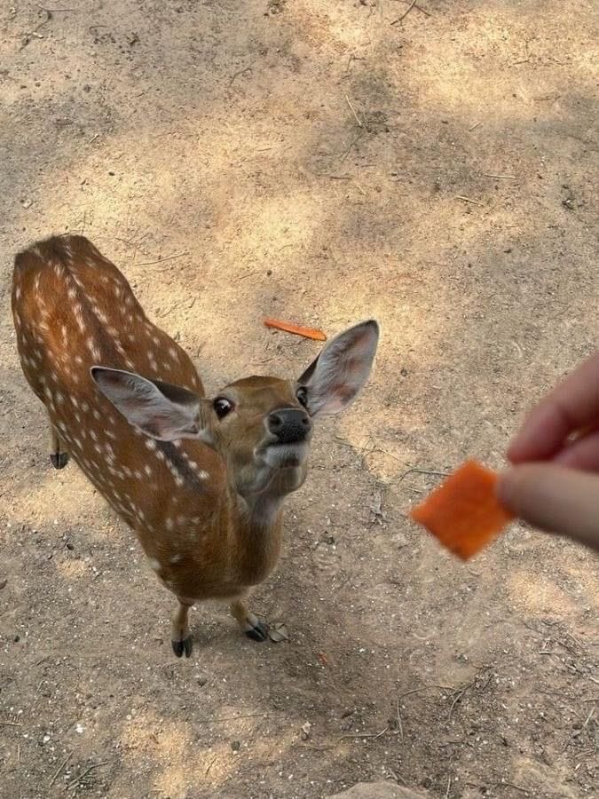 GalaxyZeinz's tweet image. deers  crave  cheez-its