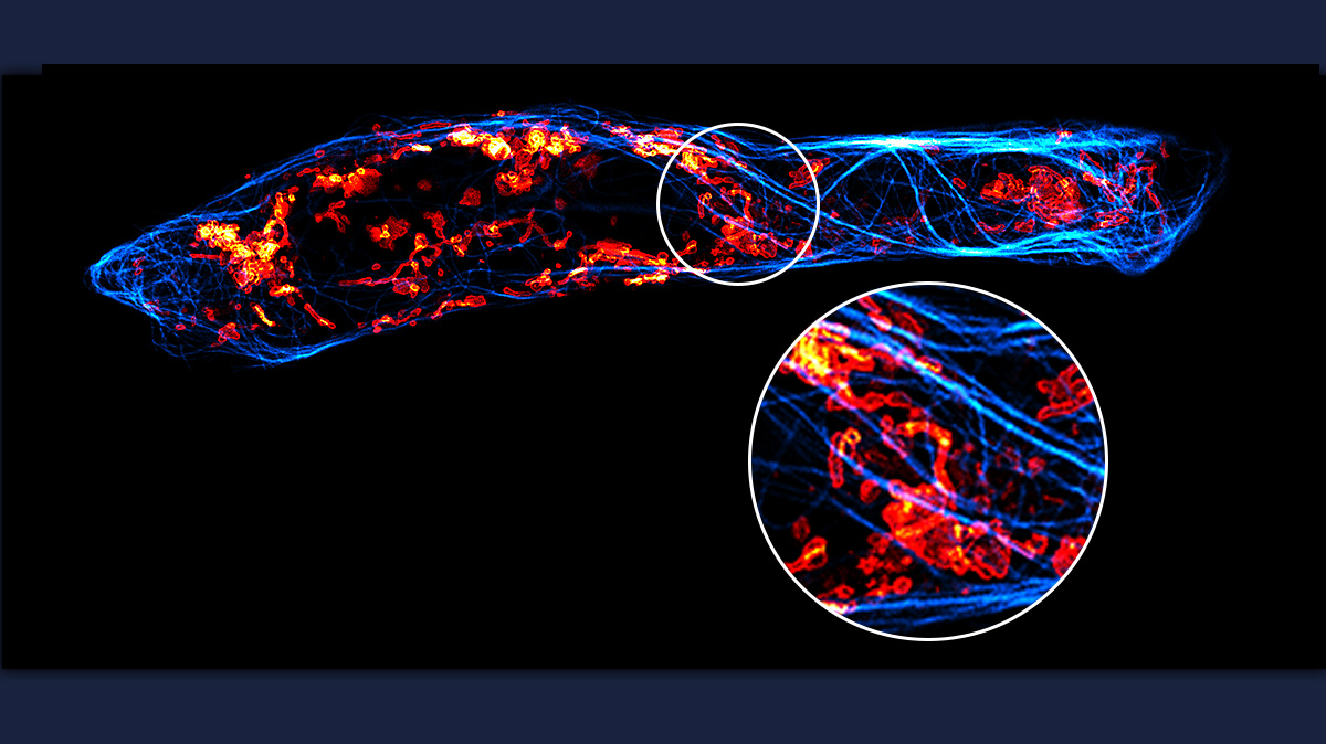 Abberior's tweet photo. Label your SNAP-tag® fusion protein with our #abberior LIVE SNAP ligands & combine this staining with our LIVE probes for actin, tubulin, DNA, click or STAR membrane.
#STED #GoLive #imaging #multicolor #superresolutionmicroscopy #STEDYCON https://t.co/xcISyWoB3O
