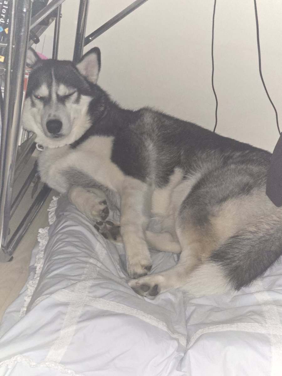 개보단 아저씨라고 하는게 어울리는 개