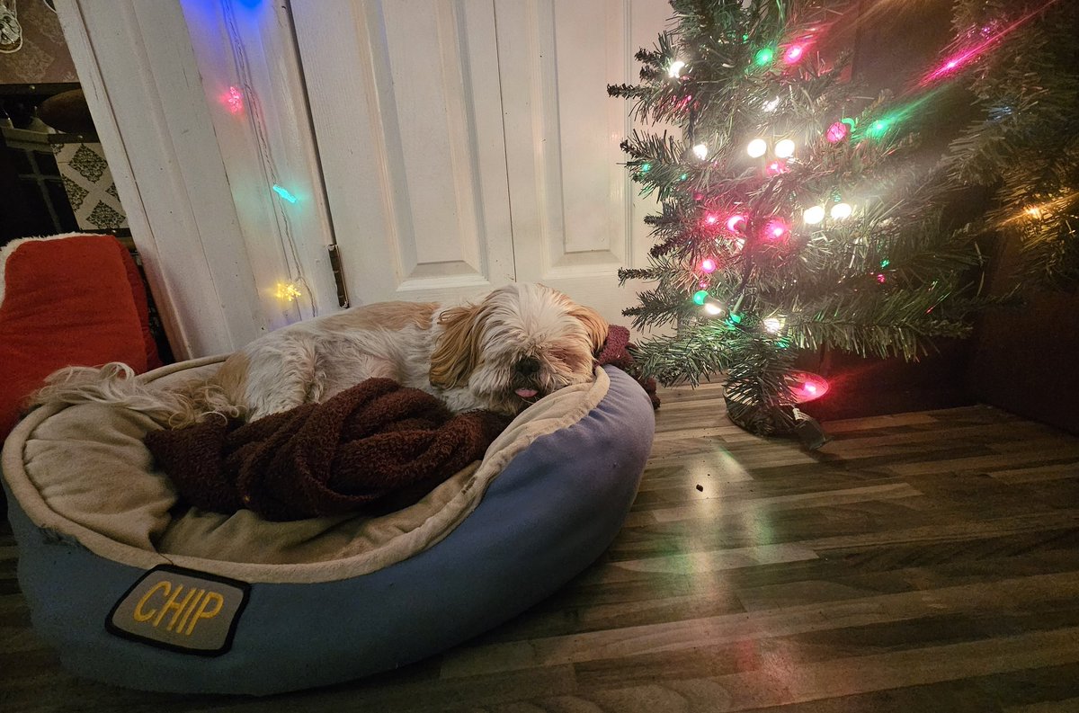 CHIPTheShihTzu's tweet photo. ....never too late for holiday #TOT
ππ
π #TongueOutTuesday #ChipTheShihTzu #MerryChipmas https://t.co/F0TO017MCC
