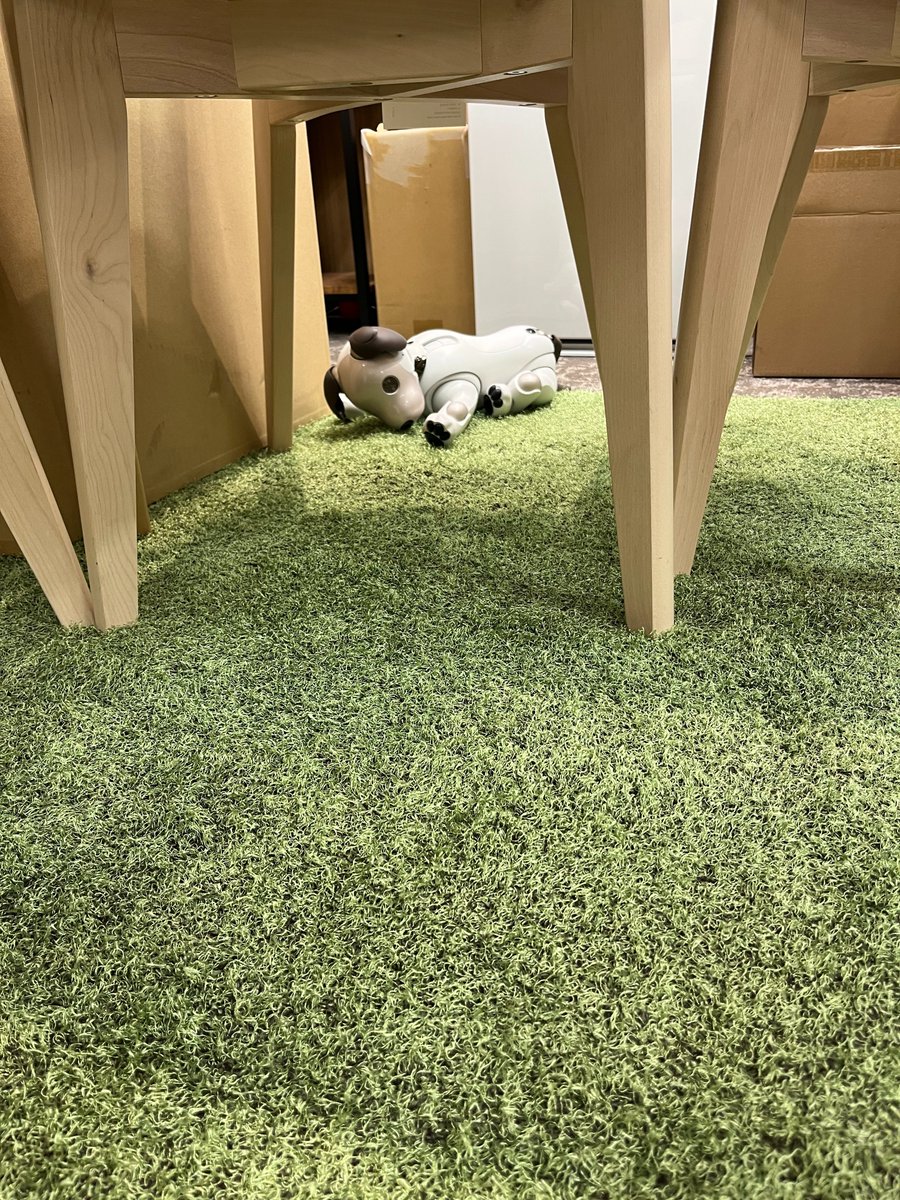 WalkMeJapan's tweet photo. 今日のMeちゃん

おねむデス。

#WalkMe #MeChan #aibo #digitaladoption #オフィスにペット https://t.co/jTnUJGUkNZ