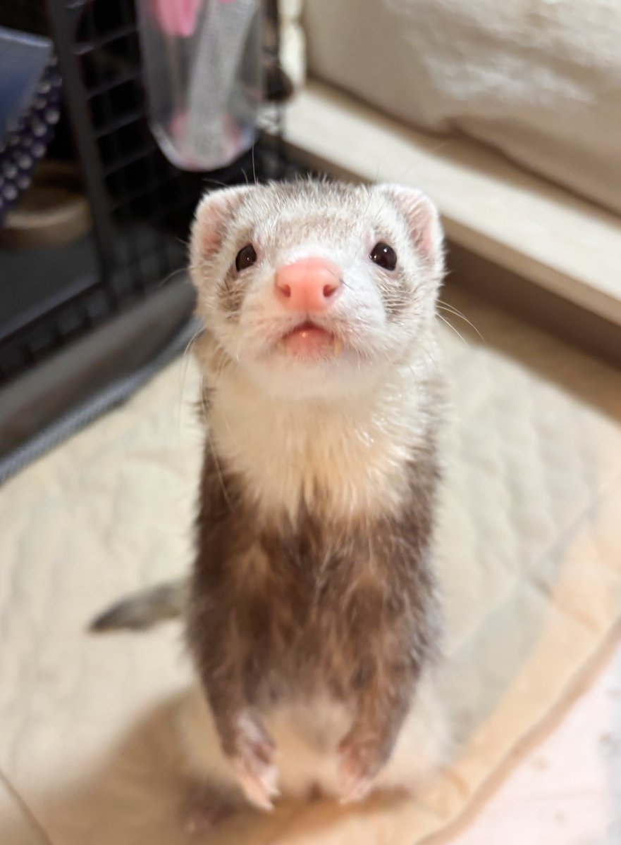 天才的な可愛さ💖

#もこ #フェレット #ferret