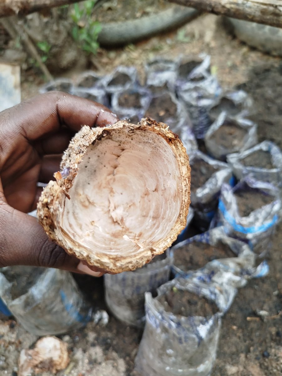 Naija_farmers's tweet image. Planting a brighter future, one cocoa tree at a time! Securing a prosperous tomorrow for myself and my children, today #CocoaFarmer #SustainableFuture #FamilyLegacy