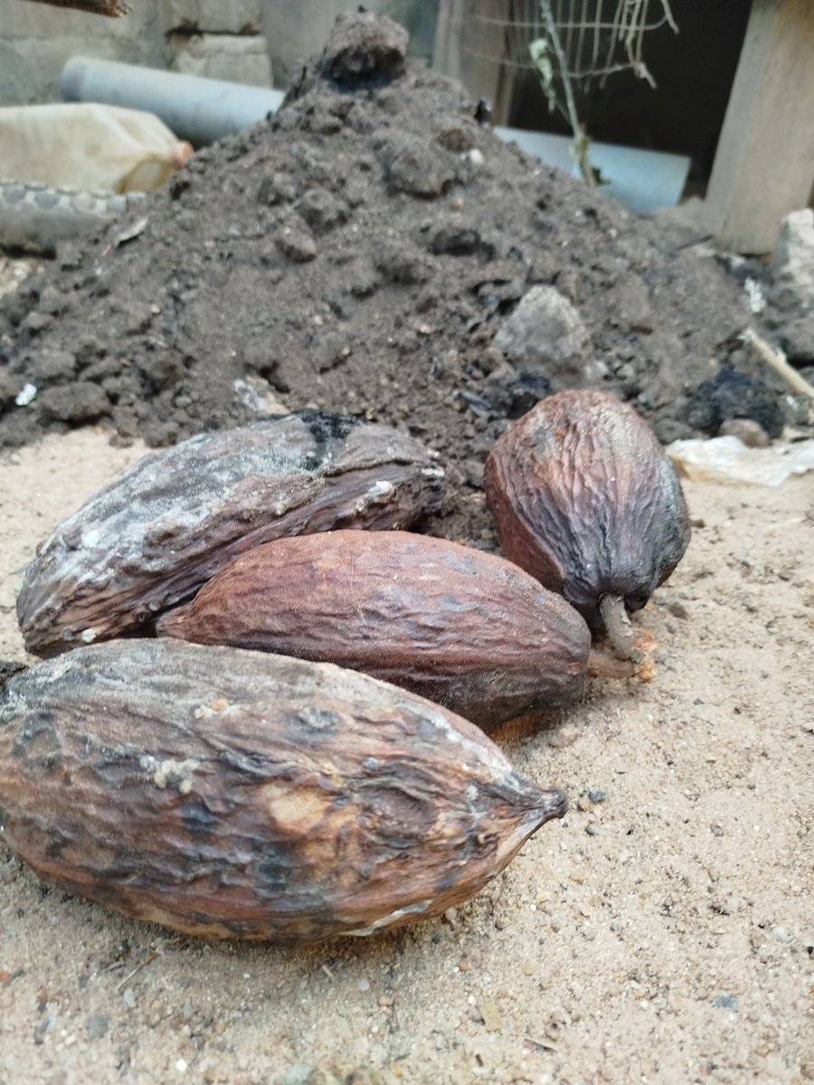 Naija_farmers's tweet image. Planting a brighter future, one cocoa tree at a time! Securing a prosperous tomorrow for myself and my children, today #CocoaFarmer #SustainableFuture #FamilyLegacy