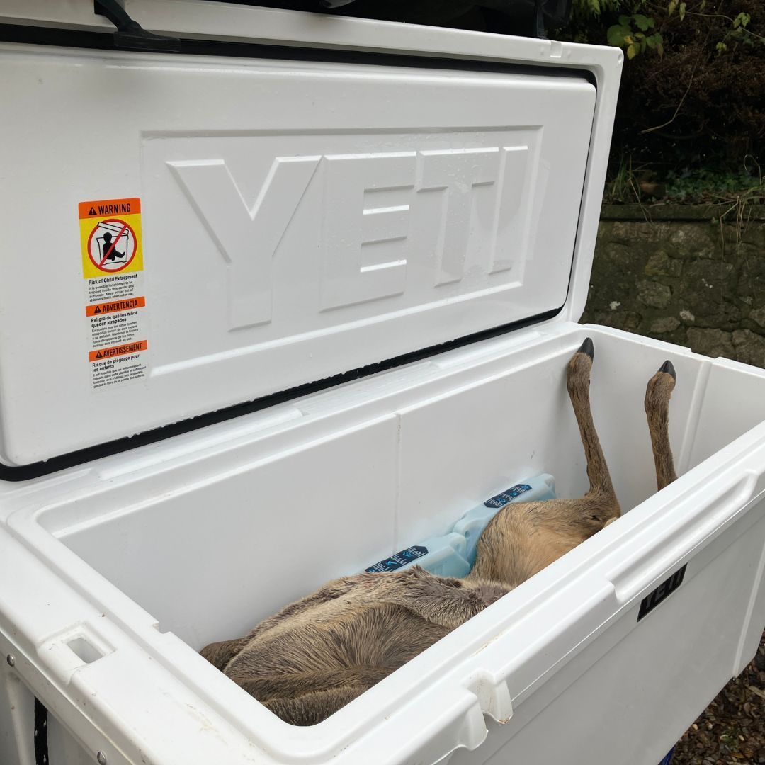 A vital part of Game Meat Hygiene  is the "cold chain", keeping the carcass at or below 7 degrees until it gets to its final destination. 
Planning for this is vital when the weather is hot or you need to transport a carcass a long way. 
The <a href="/YETIcoolers/">YETI</a> do an amazing job!