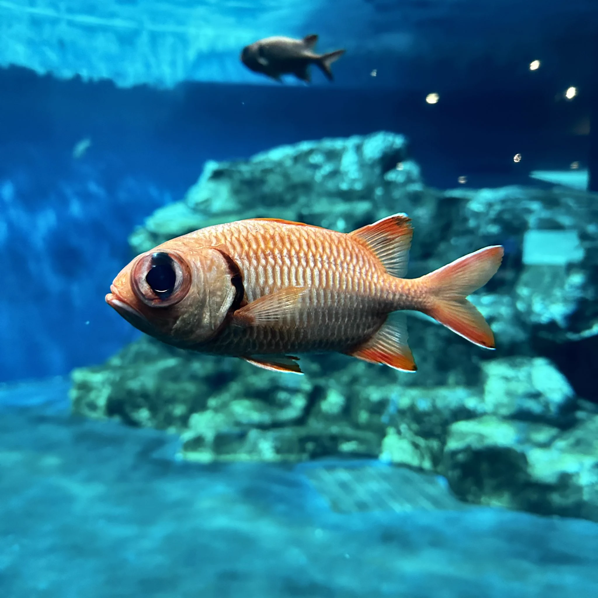 しながわ水族館 on X: 