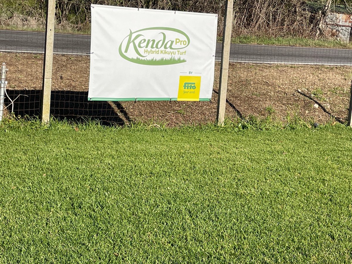SemillasFitoTG's tweet image. Kenda Pro, a vegetative Kikuyu variety selected by our dir. Josep Cirera ideal for public parks and private gardens in the Mediterranean area. Kenda Pro is a C4 that ensures quality and aesthetics with a more sustainable approach, staying green  in winter. #December #turfdesign