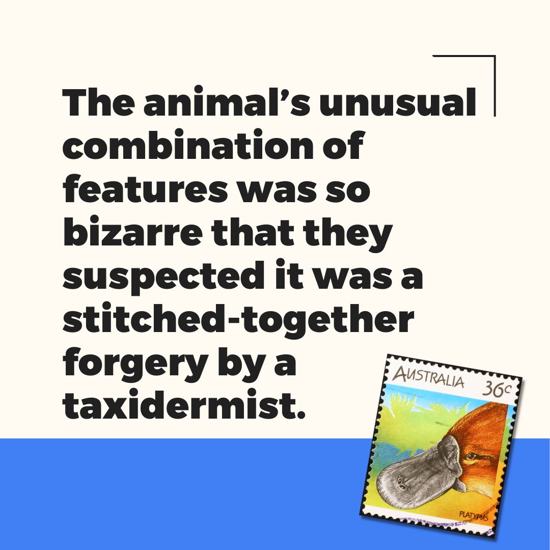 AusRepublic's tweet photo. 🦘 Would you believe a platypus was real if you hadn't seen one with your own eyes? Welcome to beautiful Australia! #AusRepublic #AusPol