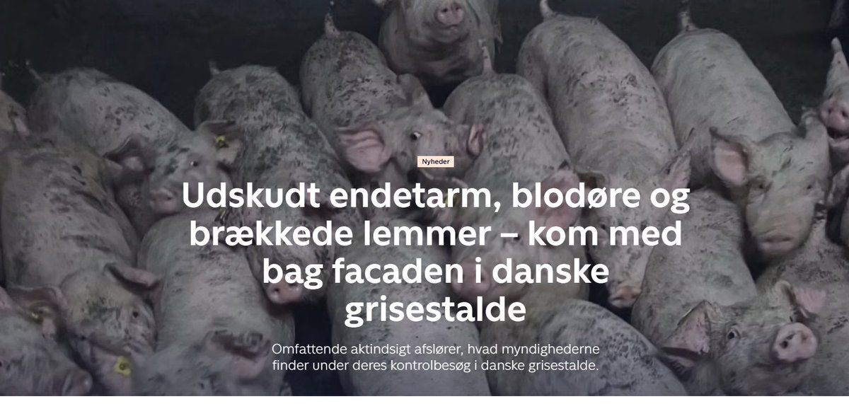 MadsDuus's tweet photo. Jeg har døbt i morgen "Store svinemishandlingsdag".

For hvor meget mishandling af dyrene i vores landbrug vil vi være vidne til før vi erkender, at vi slet ikke er gearet til, at der bliver født 40.000.000 grise årligt i Danmark?

Lad os være ærlige: Det kan aldrig blive godt. https://t.co/Vs7Rr6bIUX