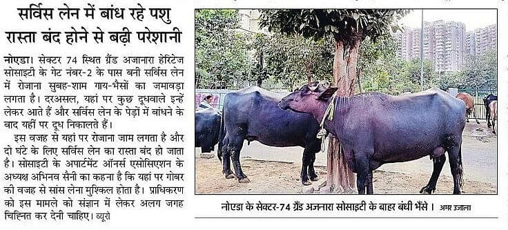 AjnaraGrand's tweet photo. @CeoNoida @noida_authority @AmarUjalaNews
ग्रैंड अजनारा हेरिटेज,सेक्टर 74 के गेट नंबर 2 से सुबह शाम के पालतू गाय भैंसों के जमावड़े को हट वाये।अतिक्रमण से सर्विस लेन पूरी तरह से बंद हो जाता है।गन्दगी एवं बदबू की वजह से आस पास से गुजरना भी दूभर है। https://t.co/3SY1eMA62F