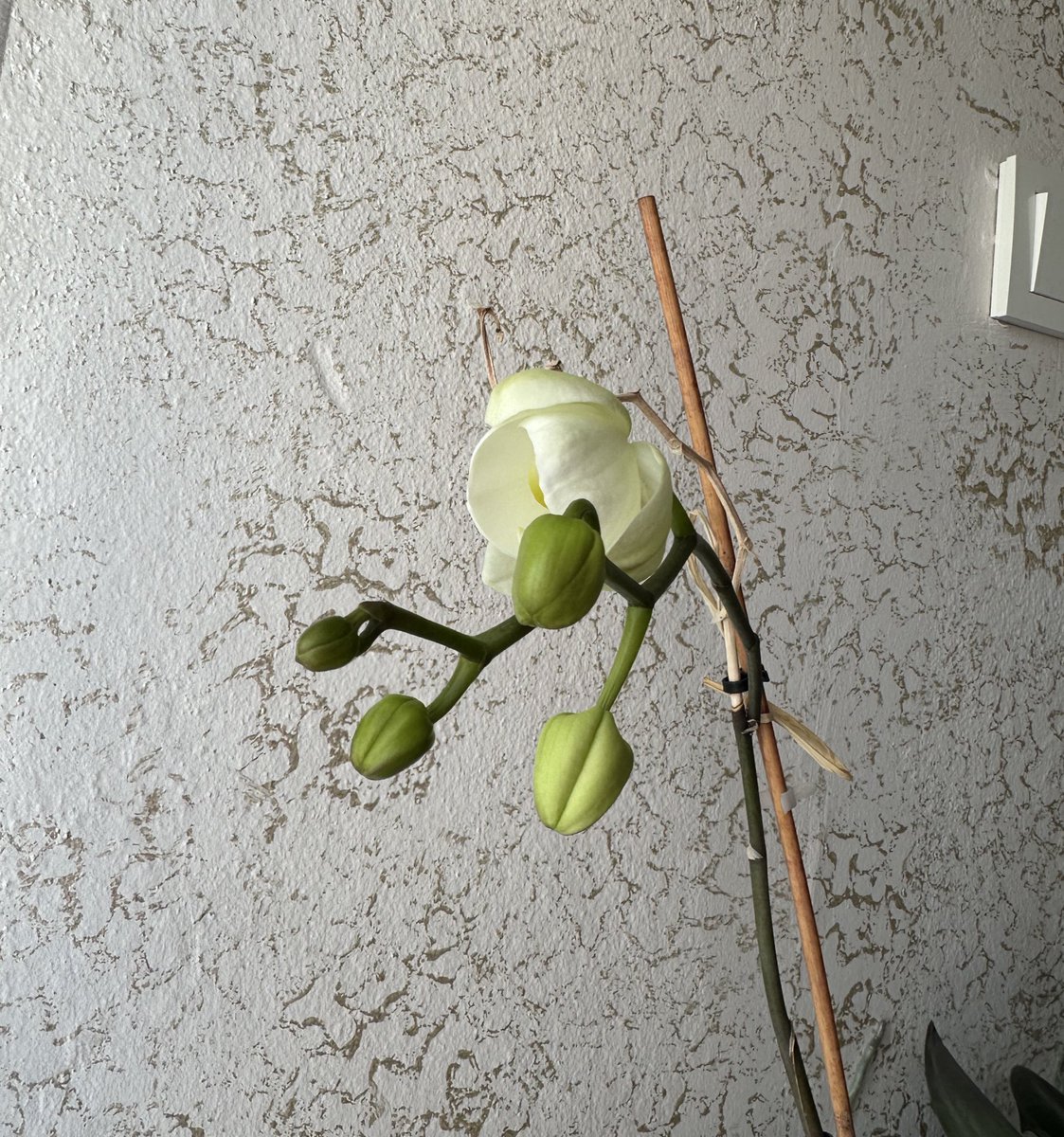 Dünya üzerindeki her kuru dala çiçek açtırabilirim. Kendi içimdeki çiçekler hariç.