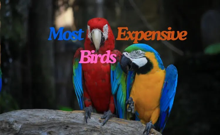 From the Hyacinth Macaw, worth up to $40,000, to the record-breaking racing pigeon New Kim, sold for $1.9 million, these avian marvels are prized possessions in the worlds of exotic pets
#expensive #birds #Pets 
Read more here👇
usopman.com/2024/12/most-e…
