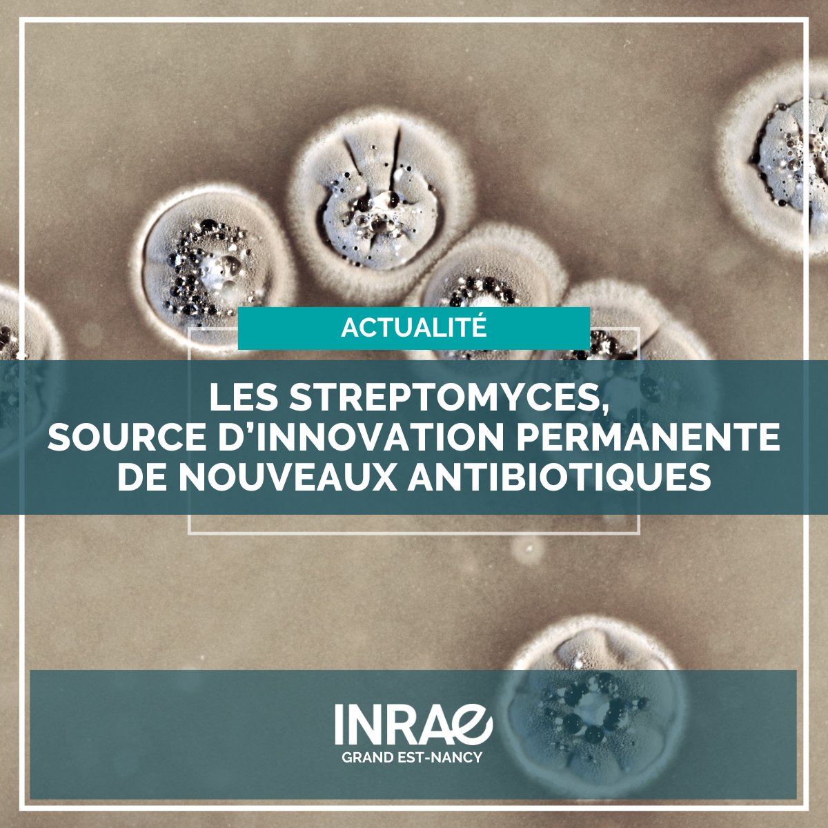🦠💊Des chercheurs de l’UMR DynAMic (Université de Lorraine-INRAE) et de l’University of Exeter ont mis en évidence un mécanisme de diversification à grande échelle des voies de biosynthèse des antibiotiques chez les Streptomyces. 
👉Article à lire ici : theconversation.com/sex-undergound…