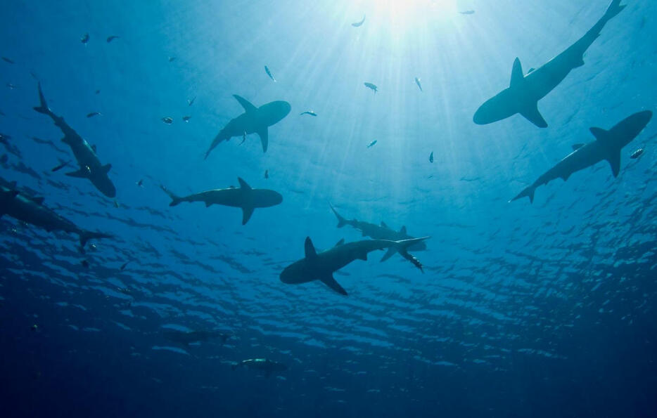 Vetitude's tweet image. Les populations mondiales de #requins et de raies ont chuté de moitié en cinquante ans

ow.ly/MhV550UoRJL