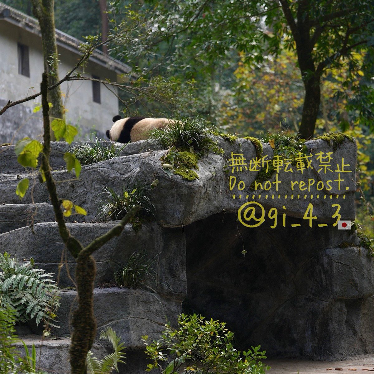 gi_4_3's tweet photo. オランダ生まれ #ファンシン 🐼🇳🇱

寂しがり屋さんなのかな？ 飼育員さんも何やら話しかけていた。

ライブカメラで見てた子、名前も「ファンシン」に投票してたから会えて嬉しい☺️

#梵星 #fanxing #雅安碧峰峡基地 #シャン子旅 (2024秋) https://t.co/7mTuLq8DdL