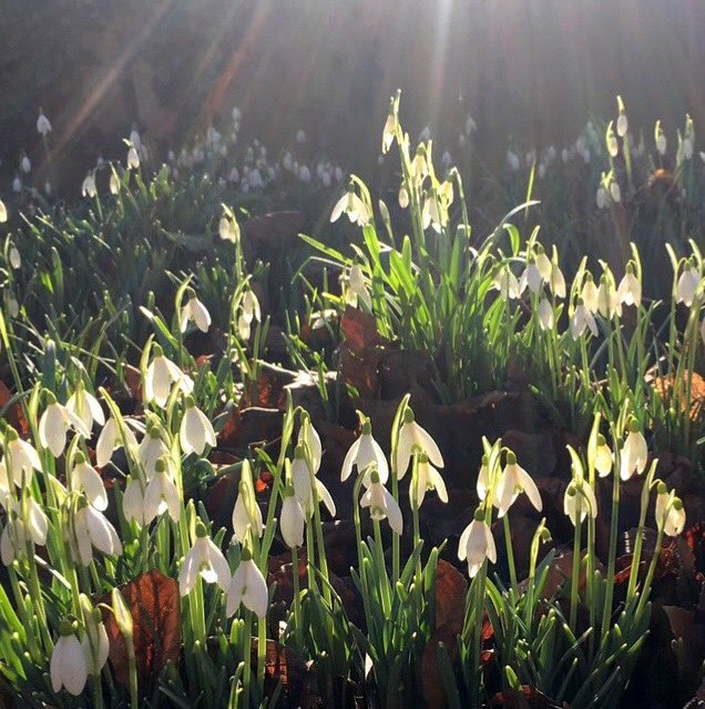 If you’re not a fan of the tinsel &amp; roast potato season (I flipping hate it tbh) then it might help to know that this kind of thing is just 8 weeks away 👇🏼🌿