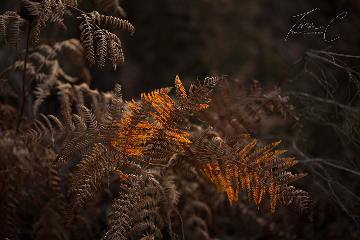 The last of the winter evening sun illuminates the wilted Bracken fern like flames <a href="/PeatlandConserv/">PeatlandConservation</a> <a href="/IUCNpeat/">IUCN UK Peatlands</a> @PeatlandECR <a href="/forum_wetlands/">Community Wetlands Forum</a> <a href="/CCWPeatlands/">Connecting Communities with Peatlands</a> <a href="/peatlandsLIFEIP/">LIFE IP Peatlands and People</a> <a href="/ipspeatlands/">International Peatland Society</a>