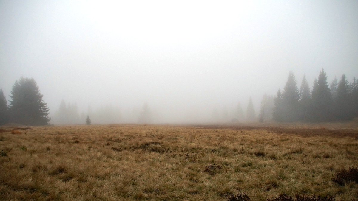 Haggard Hawks 🦅📚 Words | Language | Etymology tweet media