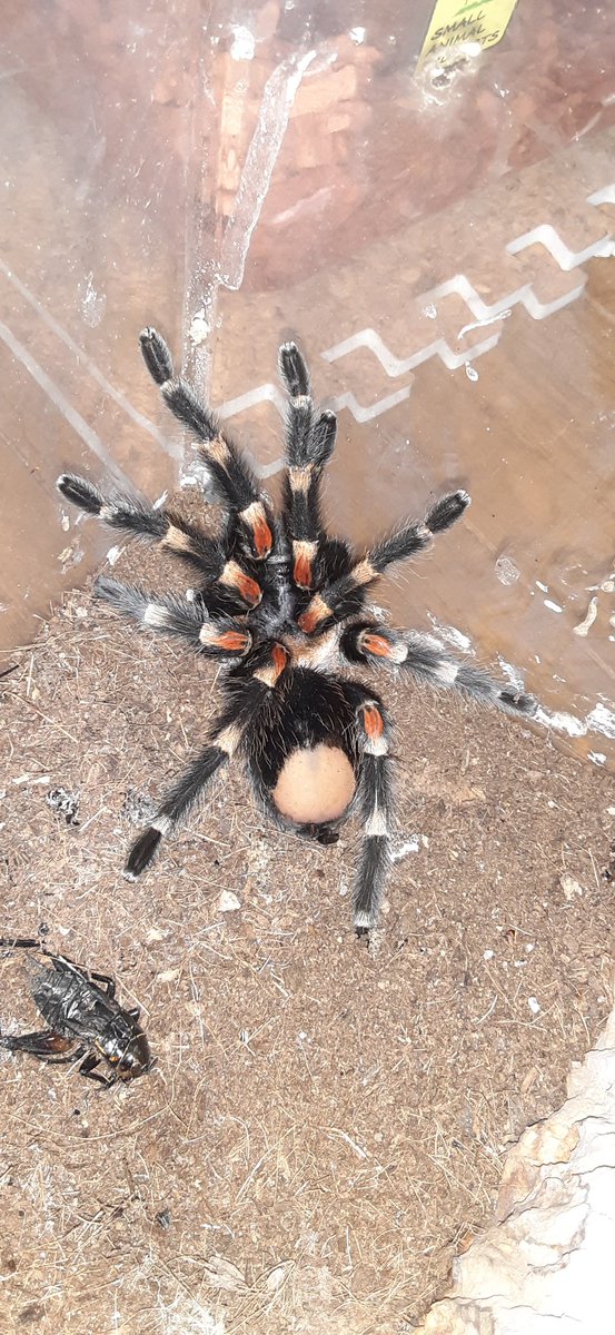 お尻がつるつるになってきた
これ、脱皮するのかな🕷️

＃メキシカンフレーム
＃タランチュラ
