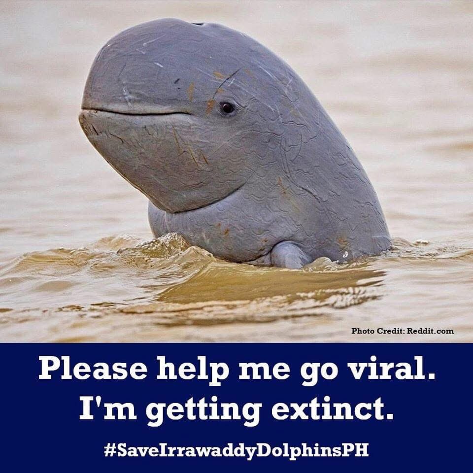 ChetCapua's tweet photo. reposting this here for awareness 🩵

#SaveIrrawaddyDolphinsPH https://t.co/2W8XNh0FIk