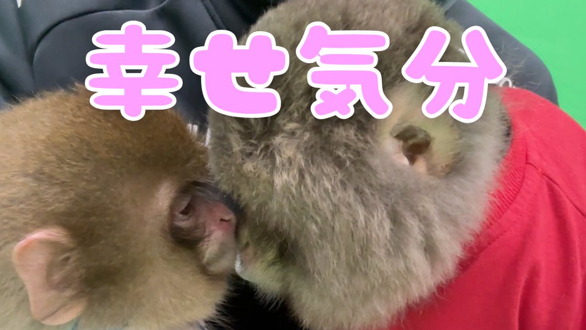 ♡突然ですが♡

即効性あり　疲れた身体や落ち込んだ時に　幸せ気分🥹💕 短いですがとっても癒されますよ

#癒し #monkey #可愛い  #癒される #かわいい
youtube.com/shorts/_jYu1U6…