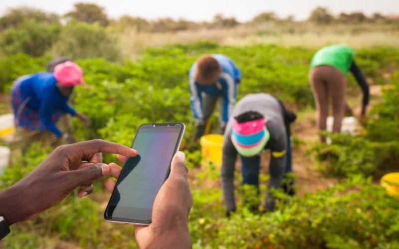 Agrinsiderhq's tweet photo. Are you working in #agriculture, #climate action, #environmental awareness, or related #fields?

Do you need social media amplification for your activities and impacts?

We are ready to collaborate with you to ensure that your work and impact reach your target audience.

Contact us at agiriteltd@gmail.com or +250787310249. 

We are ready to serve you today!