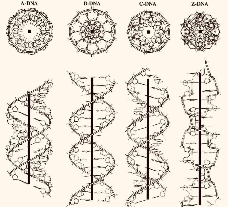 alextopol's tweet photo. HUMAN DNA PLAYS LIKE MUSIC  🎶 🕺 💃 

Because we are the one song. 🤔 

Uni-verse literally means one-song.

Our spirit is our sign of nature. Not on paper. 

Here is the discovery of Russian scientists Peter Gariaev and Vladimir Poponin during their research, and before they https://t.co/QMenkaMwIg