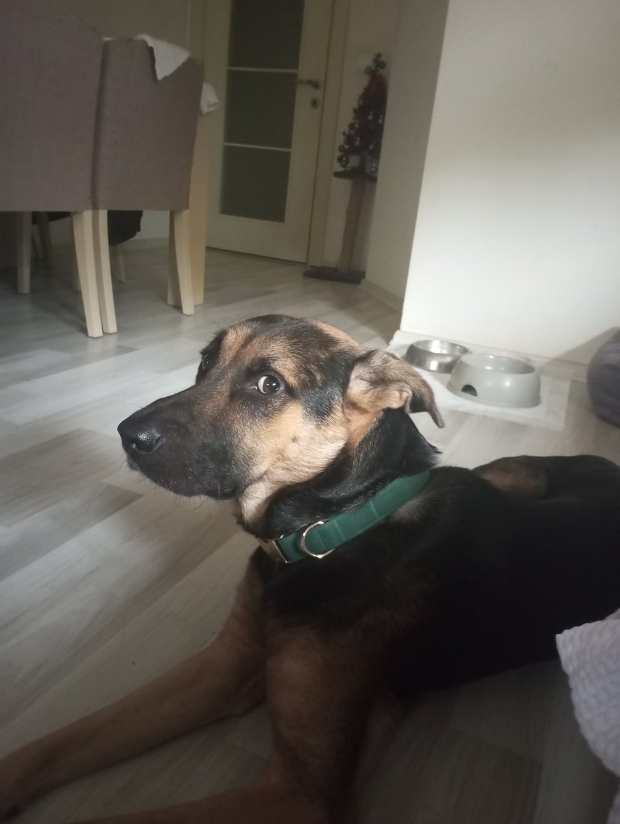 marleythecomar's tweet photo. bakışa göre kesin kötü bişey yaptı ve henüz farketmedim.... https://t.co/4zWs1GvPoN