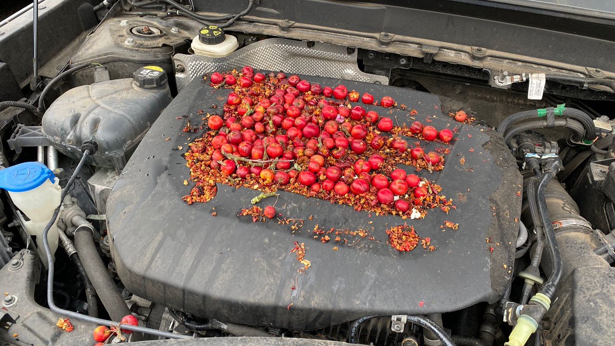 MRKingAndSons's tweet photo. Nice little haul for Winter. This mouse has been busy and unfortunately has chewed all the engine cover as well.  This customer got a surprise 🐭🤣 #mouse #winter #engine @mrkingandsons #saxmundham #woodbridge #suffolk #norfolk #usedcars #servicing #car 🚗😀 https://t.co/cskK4QNe4v