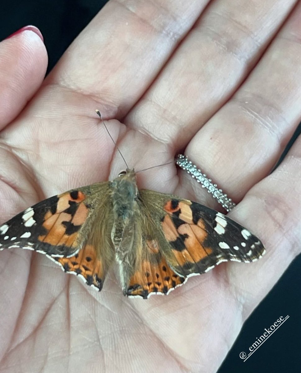 Emine_Koese's tweet photo. Ya kelebekler hayatı tadında bırakıyorsa…. https://t.co/3ZL1GCeV9G