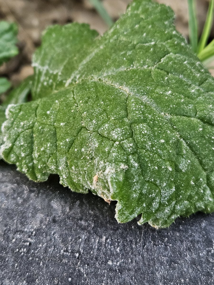 IndiaMetSky Weather (@indiametsky) on Twitter photo #Siwani in Haryana has recorded -1°C this morning
Our Mini-station reported -1°C with ground frost
📸: <a href="/SahilBhatt_/">Sahil Bhatt</a> #Siwani in Haryana has recorded -1°C this morning
Our Mini-station reported -1°C with ground frost
📸: <a href="/SahilBhatt_/">Sahil Bhatt</a>