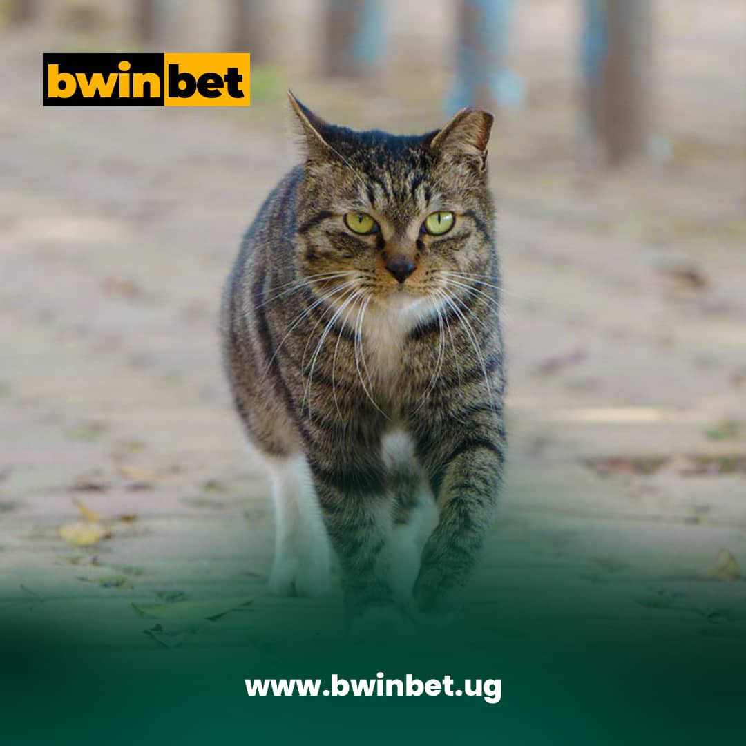 bwinbet_Ug's tweet photo. Aston Villa in the English Premier League 𝐕𝐒 Aston Villa in the Champions League 𝐭𝐡𝐢𝐬 𝐬𝐞𝐚𝐬𝐨𝐧. 😂

#BwinBetUganda https://t.co/KQEmUlUI4M