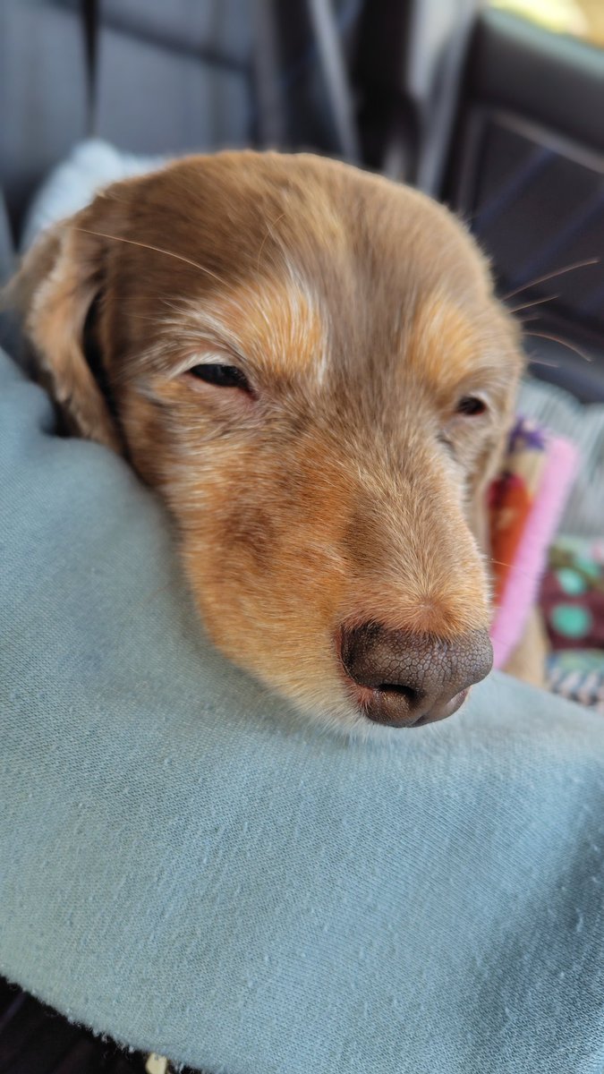 Forester_572's tweet photo. ただいまー🏠️
実家でタイヤ交換してからのとんぼ返り
🐶 オカンが追いかけてくるから… 縁側の廊下に『W地雷原🌊💩💣️』したった😁
#ミニチュアダックス
#プラムケンネル
#短足犬
#チョコタン
#タイヤ交換
#地雷原
#SUBARUDOG https://t.co/dqrofpaKRM