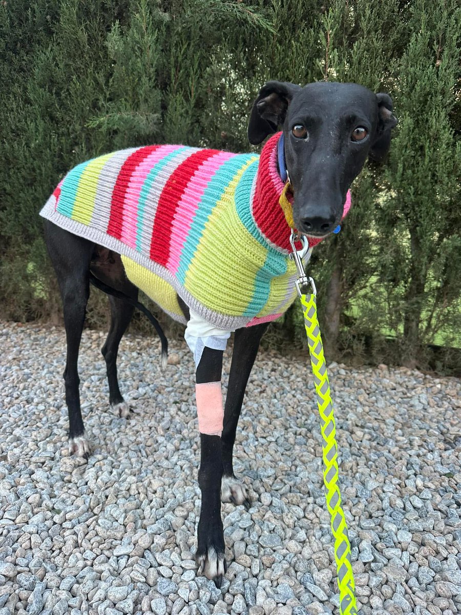 Update on the Reindeer pups mumma ❤️
We called her Anya and she’s a tired girl. She had necrotic skin under her armpit requiring an operation and she’s been struggling with it. 
Many of you have asked why she isn’t with the babies and the reason is she doesn’t want to be. They